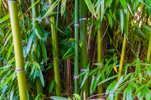 Cost of Bamboo Trimming in Vienna