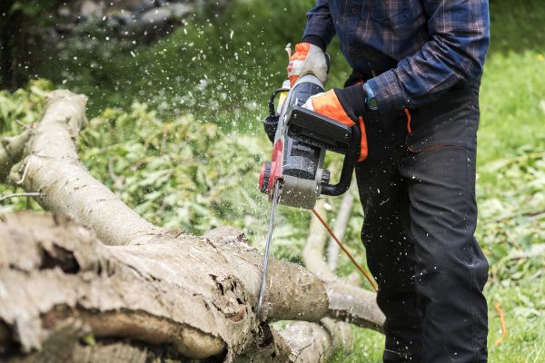 Cost of Branch Removal Service in Vienna