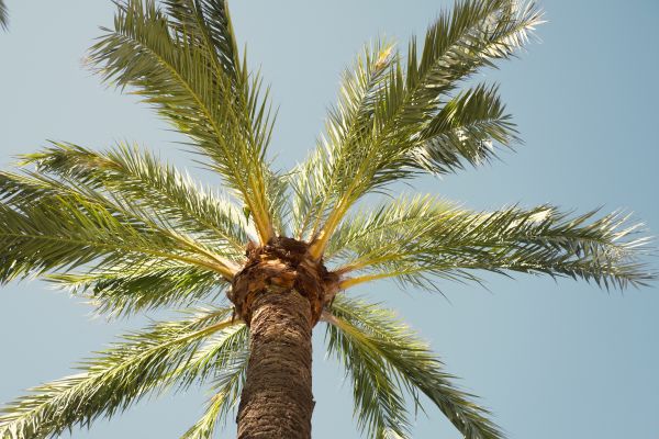 Cost of Palm Tree Pruning in Vienna