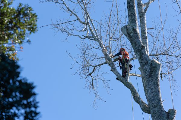 Cost of Tree Topping Service in Vienna