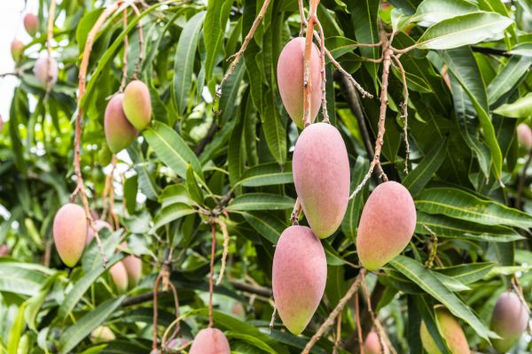Cost of Mango Tree Trimming in Vienna