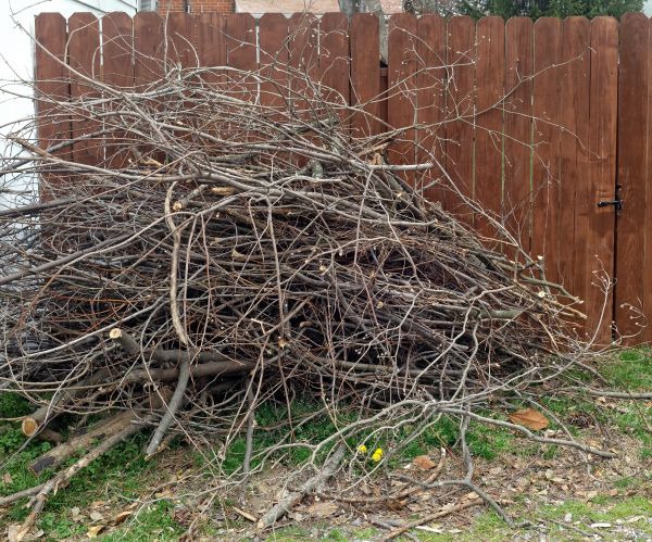 Cost of Dead Branch Removal in Vienna