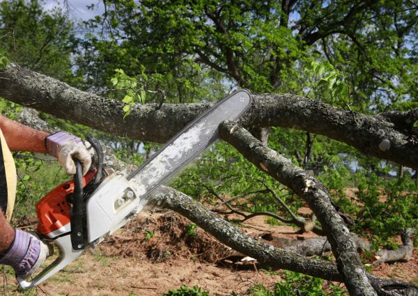 Cost of Tree Branch Cutting in Vienna