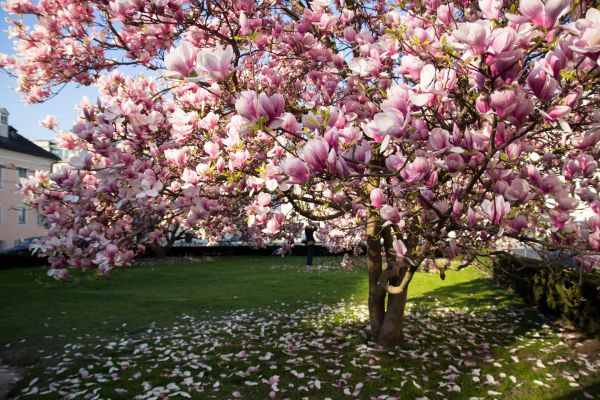 Cost of Ornamental Tree Pruning in Vienna