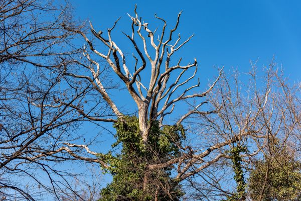 Cost of Deadwood Removal in Vienna
