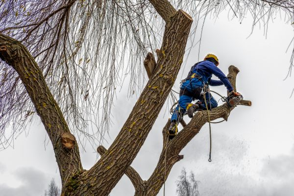 Cost of Tree Maintenance Service in Vienna