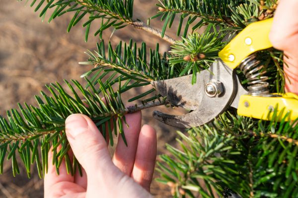 Cost of Pine Tree Pruning in Vienna