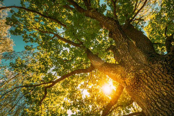 Cost of Oak Tree Pruning in Vienna