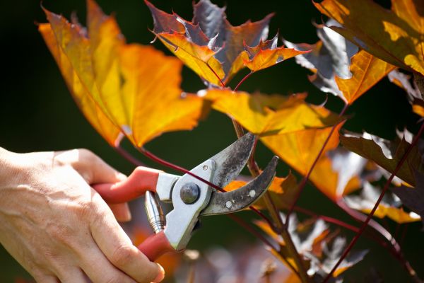 Cost of Maple Tree Pruning in Vienna