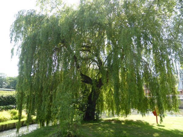 Cost of Willow Tree Trimming in Vienna