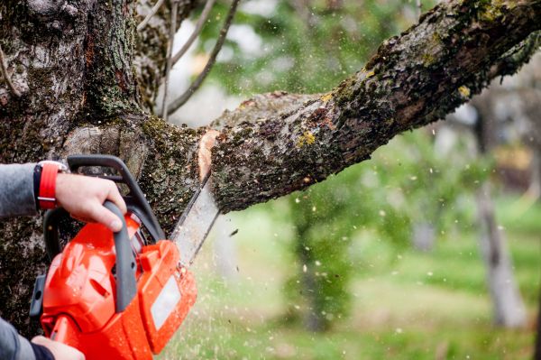 Cost of Tree Limbs Removal in Vienna