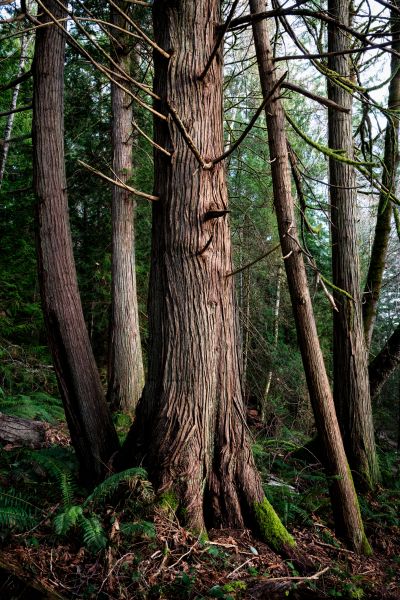 Cost of Cedar Tree Trimming in Vienna