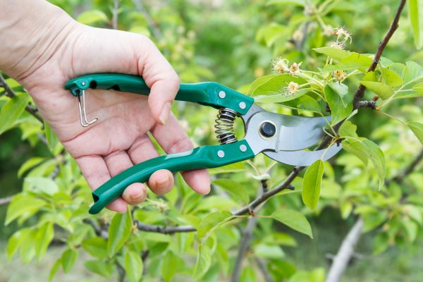 Cost of Pear Tree Pruning in Vienna
