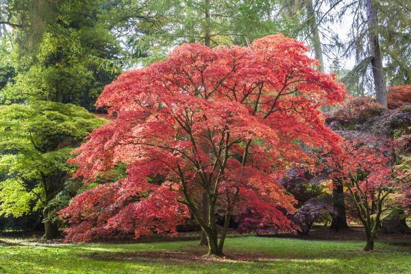 Cost of Japanese Maple Pruning in Vienna