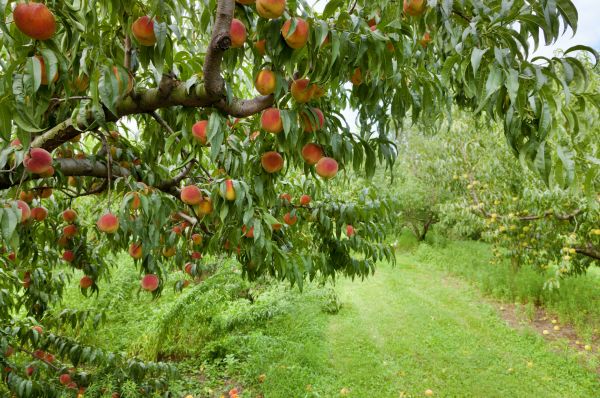 Cost of Peach Tree Pruning in Vienna