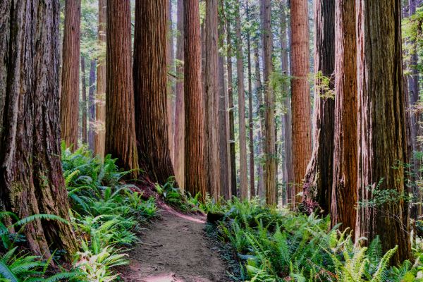 Cost of Redwood Tree Trimming in Vienna