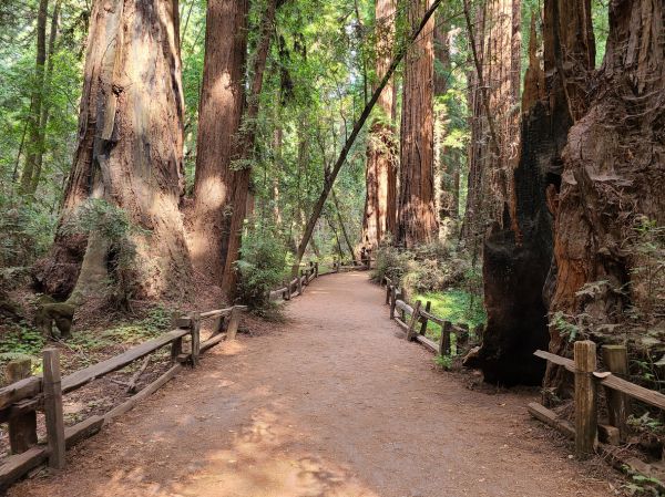 Cost of Redwood Tree Pruning in Vienna