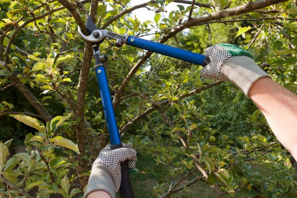 Cost of Residential Tree Pruning in Vienna