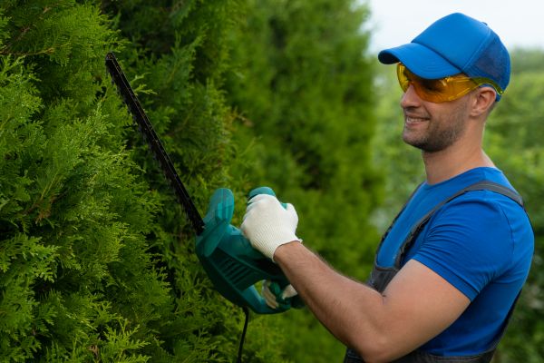 Cost of Tree Shaping Service in Vienna