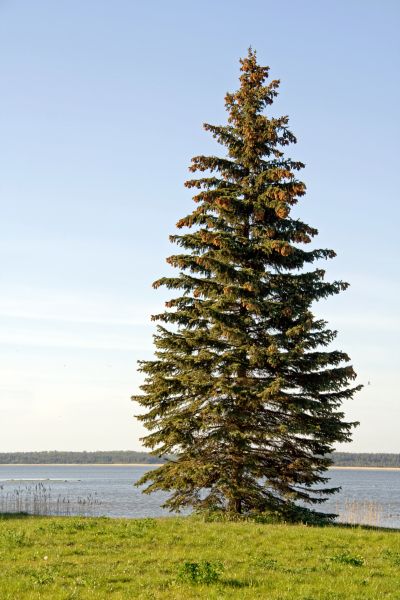 Cost of Spruce Tree Pruning in Vienna