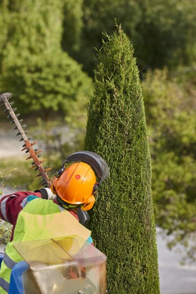 Cost of Cypress Tree Trimming in Vienna