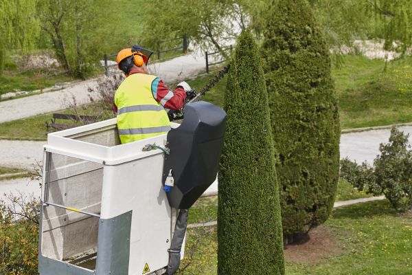 Cost of Cypress Tree Pruning in Vienna