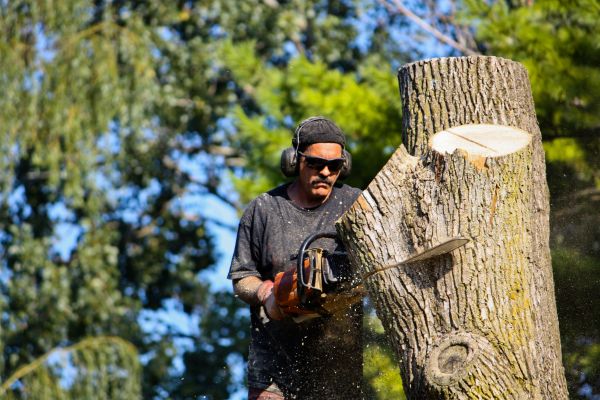 Cost of Ash Tree Pruning in Vienna