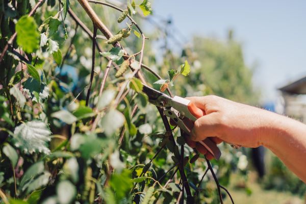 Cost of Birch Tree Pruning in Vienna
