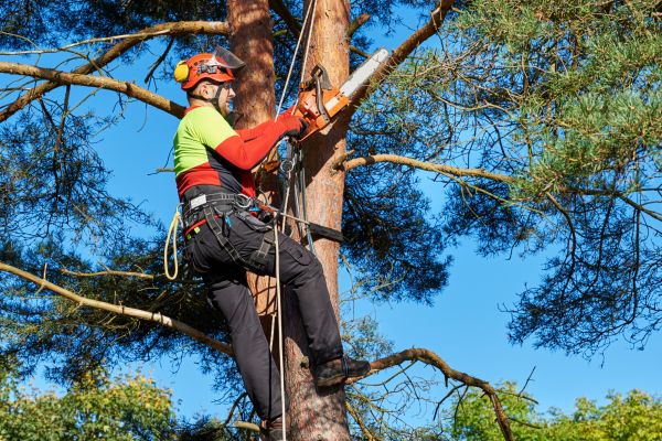Cost of Canopy Pruning in Vienna