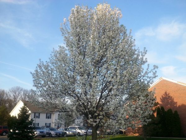 Cost of Bradford Pear Tree Pruning in Vienna