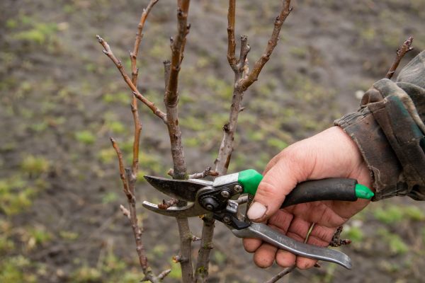 Cost of Pear Trees Pruning in Vienna