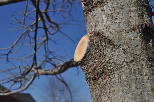Cost of Limb Pruning in Vienna