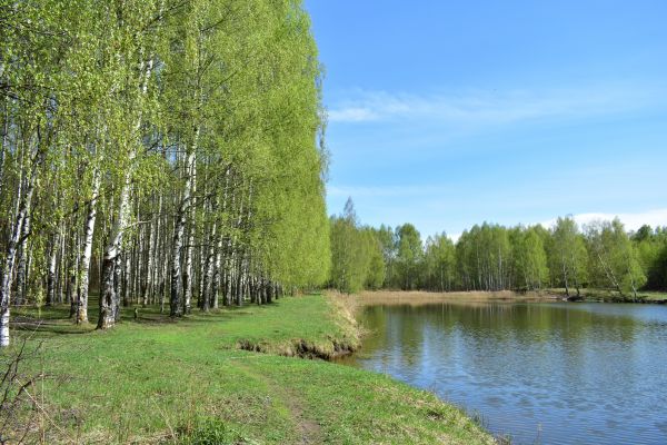 Cost of River Birch Pruning in Vienna