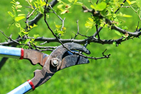 Cost of Branches Pruning in Vienna