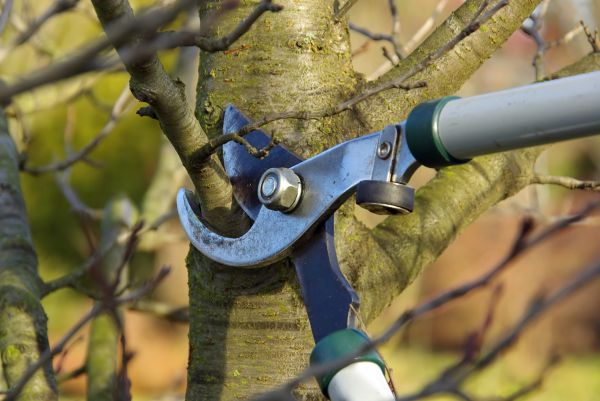 Cost of Tree Limb Trimming Service in Vienna