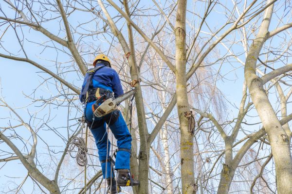 Cost of Large Tree Trimming in Vienna