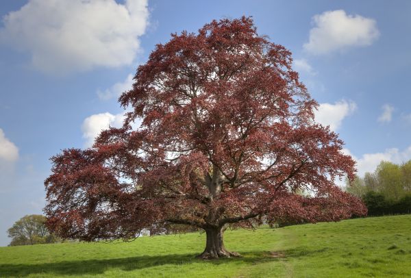 Cost of Beech Tree Pruning in Vienna