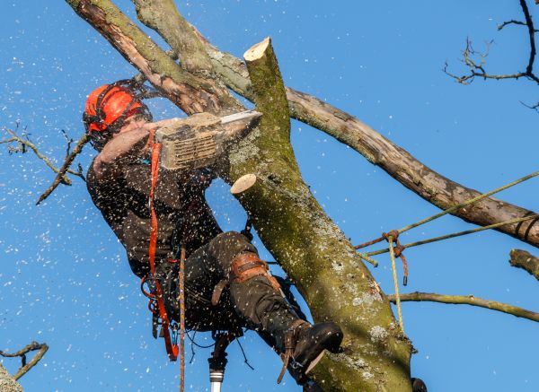 Cost of Tree Trimming Service in Vienna