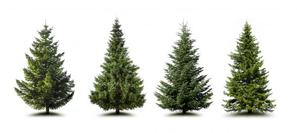 Cost of Pine Tree Trimming in Vienna