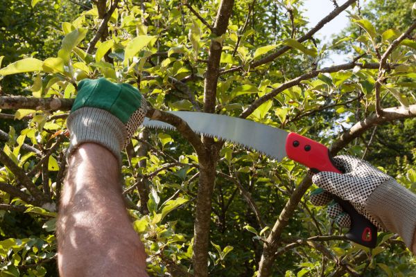 Cost of Apple Tree Trimming in Vienna