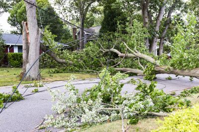 Fallen Tree on Sidewalk