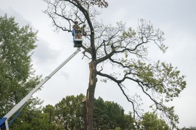 Tree Removal in Progress