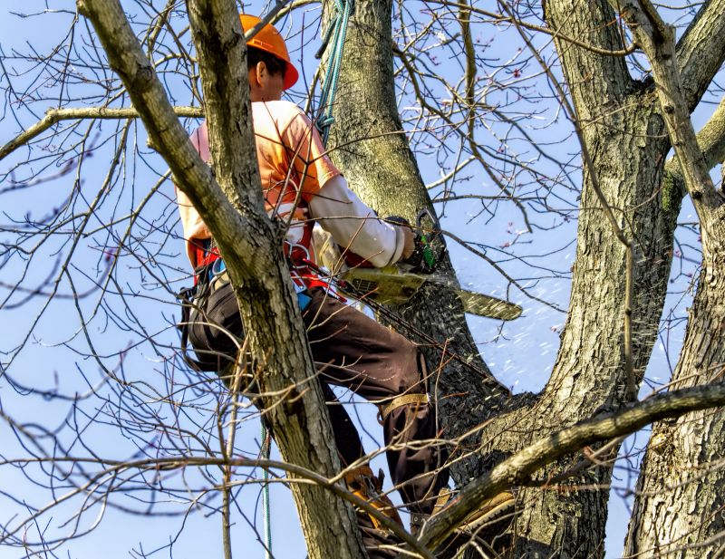 Hickory Tree Trimming