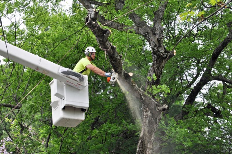 Professional Tree Trimming Equipment