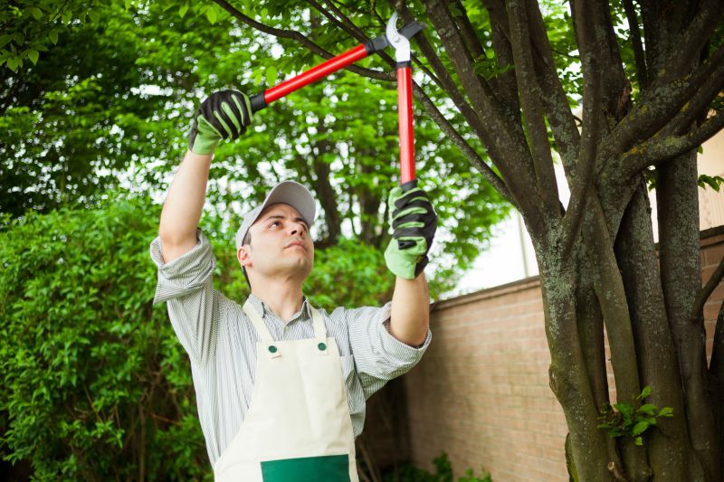 Arborist Performing Tree Pruning