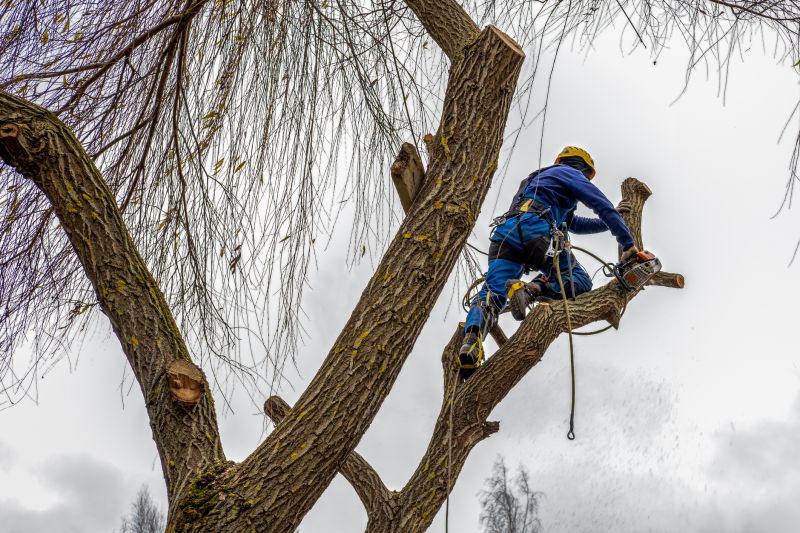 Ongoing Tree Maintenance